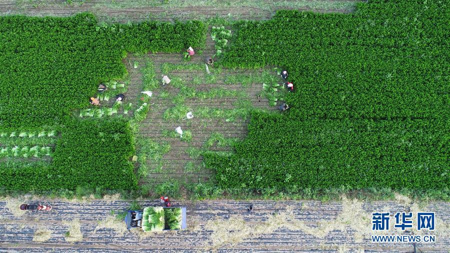 （砥礪奮進(jìn)六十載·塞上寧夏譜新篇·圖文互動）（1）喜看鄉(xiāng)村新畫卷——寧夏奮進(jìn)60年巡禮之鄉(xiāng)村變遷篇